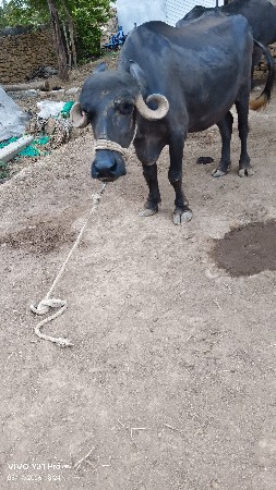 ભેંસ. વેચવાની છે