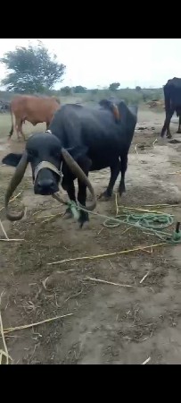 વેચવાની છે
