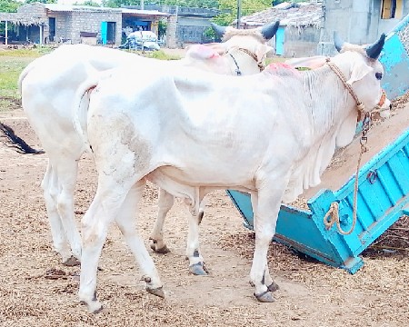 ગોઢલા વેચવાના છે