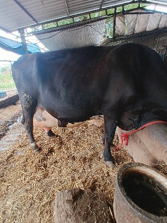 hf crroch vasdi 2 vetar