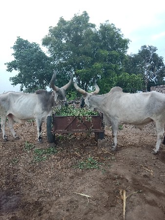 3 વાવણી સાવ સોજા