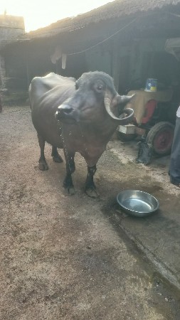બીજા વેતર ની ભેંસ વેચવાની છે