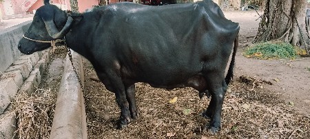 ભેસ