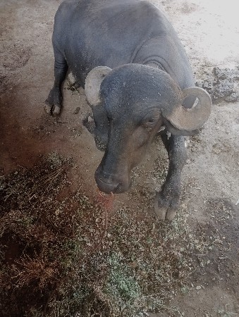 પાડો  વેચવાનો છે