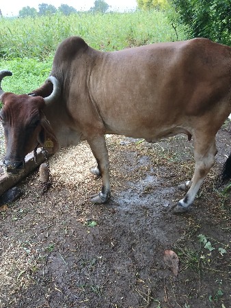 ગાય વેચવાની છે.