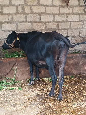 ગીર ક્રોસ ગાય વેચવાની છે