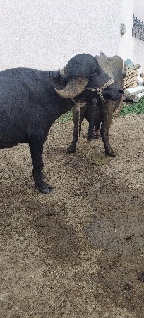 પાડો