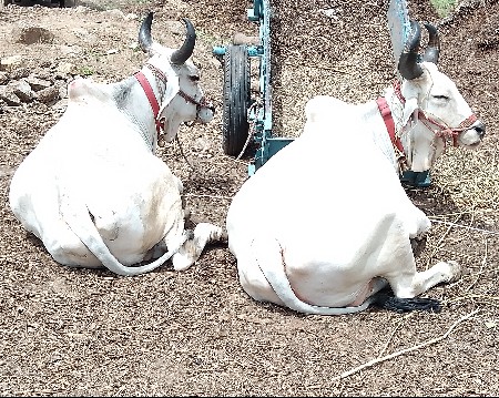 બળદ વેચવાના છે