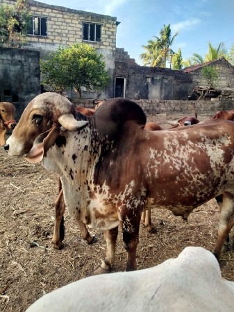આપવાનો.છે.