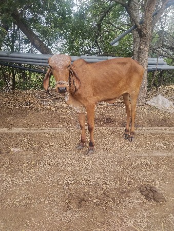 વાશડી વેચવાની છે