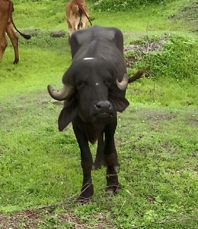 અઢી વર્ષનો છે પાડો