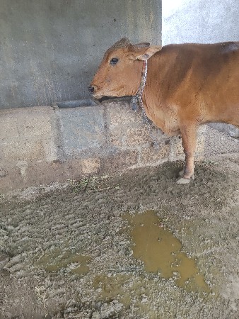 ગીર ક્રોસ ગાય