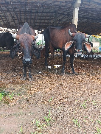 ક્રોસિંગ વોડકા બે વેચવાના છે