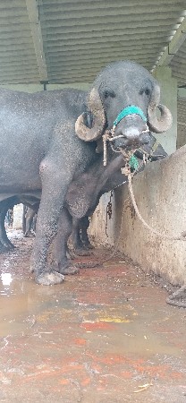 પાડો