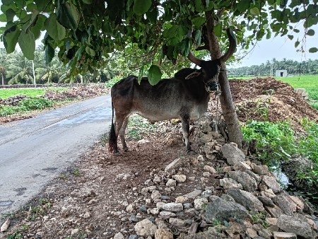આ બળદ વેચવા ના છે