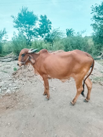 ગાય વેચવાછે.