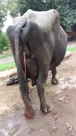 ભેંસ વેચવાની છે