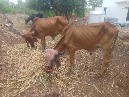 બળદ