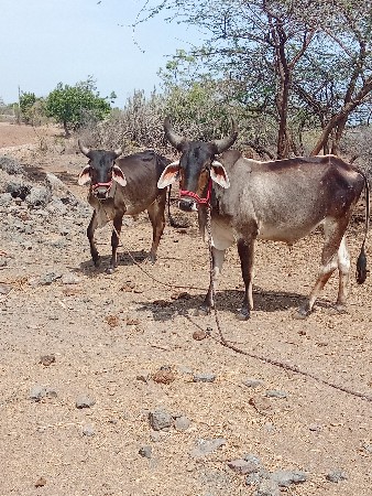 છદાતેછે