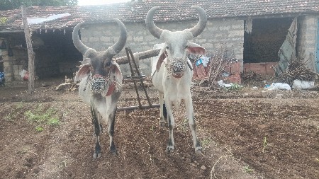 બળદ ની જોડ