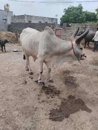 બળદ વેચવાનો છે