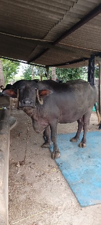 બીજું વેતર ખડેલી વેચવાની છે