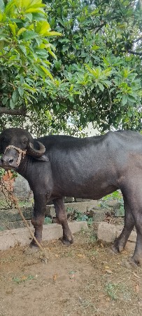 ખડેલી