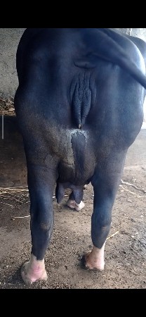 મોટી ભેંસ વેચવાની છે