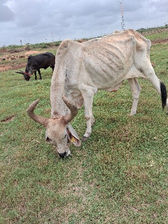 બડધ વેચવાનો છે