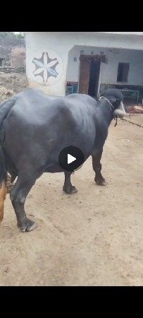 ભેશ