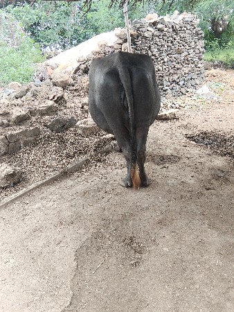ભેંસ વેચવાની છે