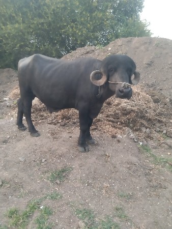 પાડો.  દેવાનોછે