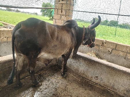 વેચવાનો બે

બળદ વેચવાનો છે