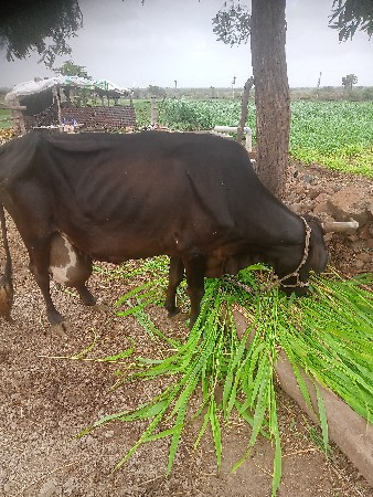 જર્સી ગાય છે