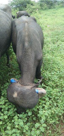 પાડો વેસ વનો સે
