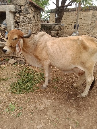 gay vesavani se