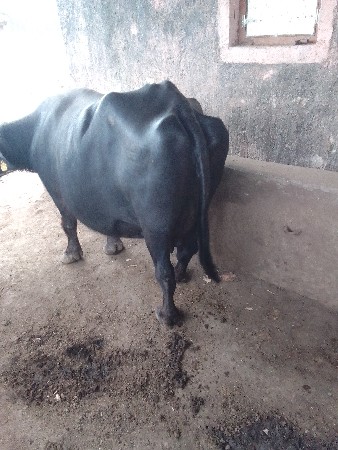 ભેંશ વેશાવ