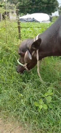 ભેંસ વેચવાની છે