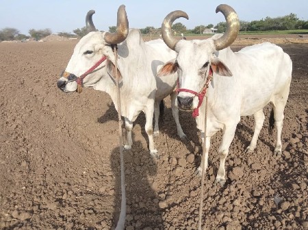 16000 રૂપિયા કિંમત દેવાનો એ બધું વ