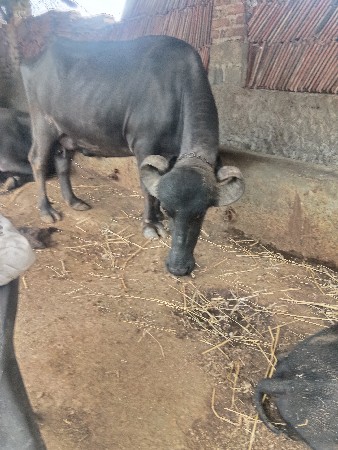 2ભેસૂવેચવાનીછે.એક.10કાચી..બીજી..