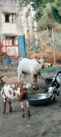 ચાર દાતે છે.  બકરો વેચવાનો છે