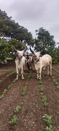ગોઢલા, વેચવાના છે