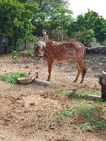 રેલવેટથી ઓળખી વેચવાની છે