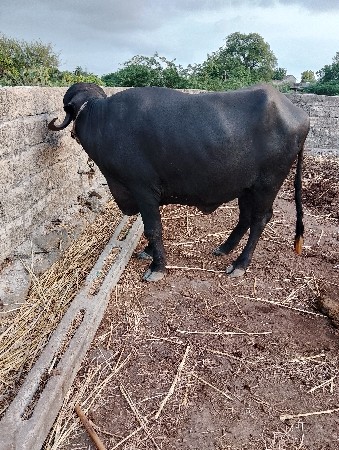 ખડેલી વેચવાની છે