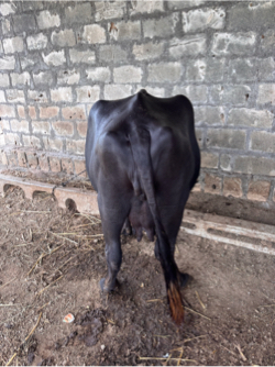 ભેંસ વેચવા ની છે
