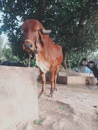 ગાય વેચવાની છે