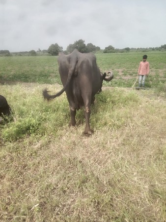 bhesh vechavanu