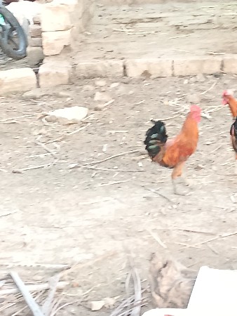 મુરઘો વેચવાનો છે