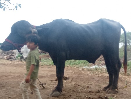 પાડો