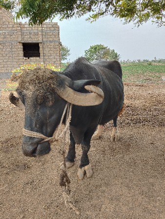 2 ભેંસો વેચવા ની છે